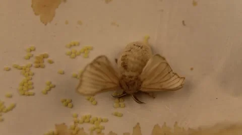 Silkworm chrysalis laying eggs Stock Footage 17550421
