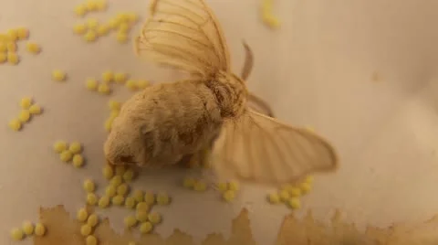 Silkworm chrysalis laying eggs Stock Footage 17552647