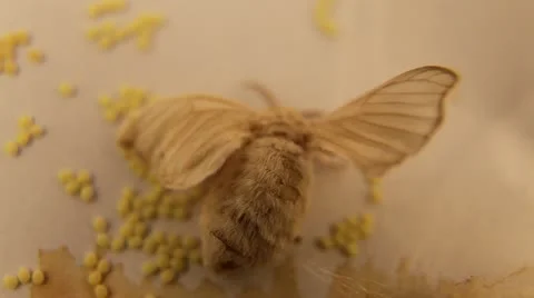 Silkworm chrysalis laying eggs Stock Footage 17553043