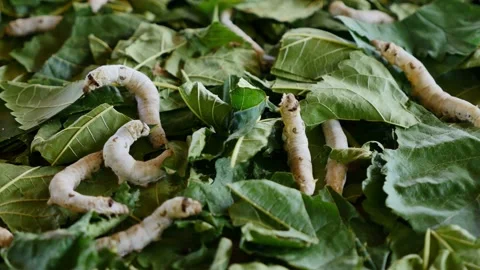 Silkworm coccoon cultivation Stock Footage 230977006