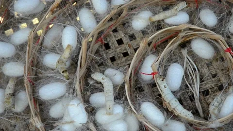 Silkworm coccoon cultivation Stock Footage 230977018