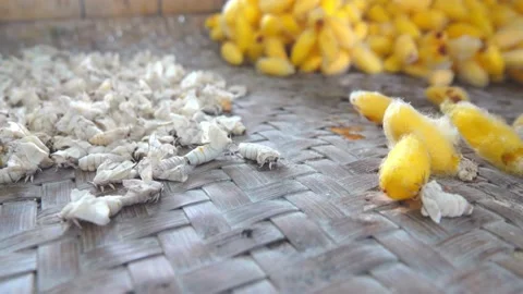 Silkworm coccoon cultivation Stock Footage 230977021