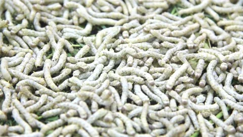 Silkworm coccoon cultivation Stock Footage 230977108