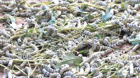 Silkworm coccoon cultivation Stock Footage 230977193
