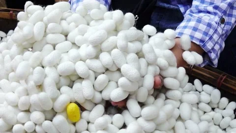 Silkworm coccoon cultivation Stock Footage 230977233