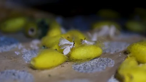 Silkworm Cocoon and Silk Production Video Mulberry Feeding Hatching Process Stock Footage 318186105