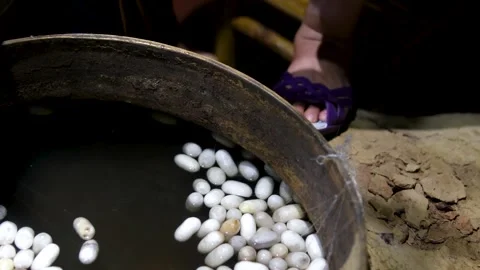 Silkworm Cocoon and Silk Production Video Mulberry Feeding Hatching Process Stock Footage 318186471