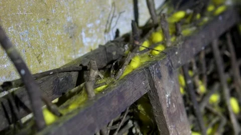 Silkworm Cocoon and Silk Production Video Mulberry Feeding Hatching Process Stock Footage 318187242
