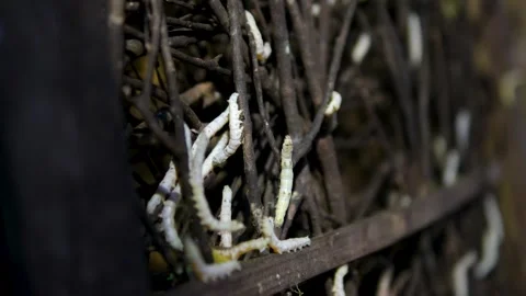 Silkworm Cocoon and Silk Production Video Mulberry Feeding Hatching Process Stock Footage 318188567
