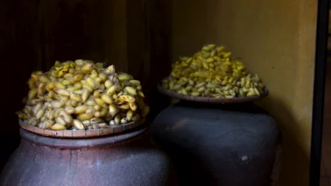 Silkworm Cocoon and Silk Production Video Mulberry Feeding Hatching Process Stock Footage 318188595
