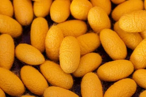 Silkworm cocoon background Stock Photos