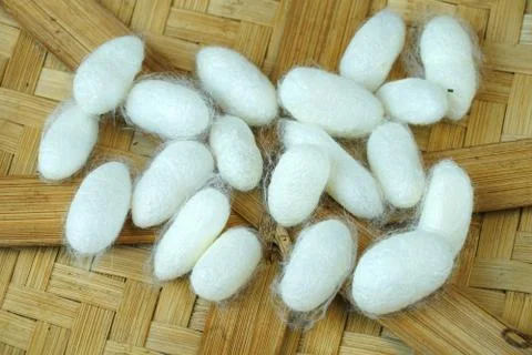 Silkworm cocoon on bamboo container Stock Photos