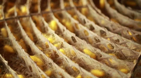 Silkworm Cocoon nest Stock Footage 60604900