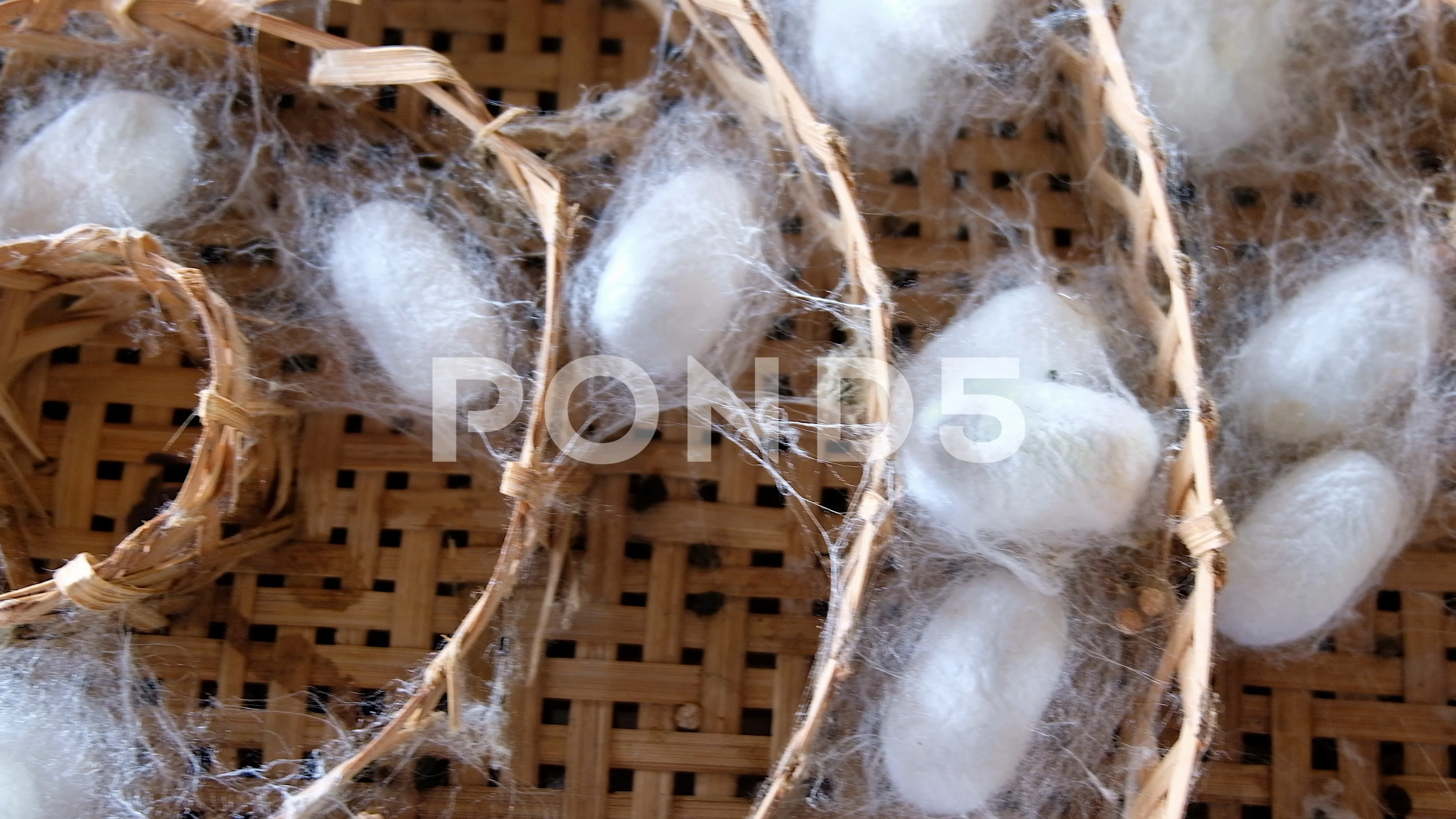 silk worm nest