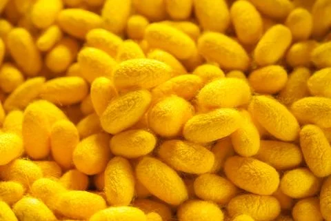 Silkworm cocoon Stock Photos