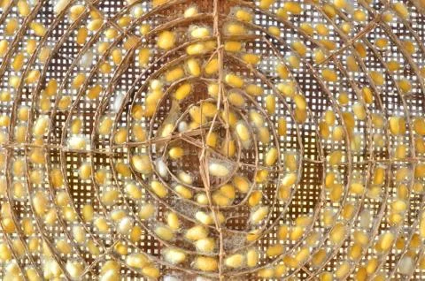 Silkworm cocoon Stock Photos