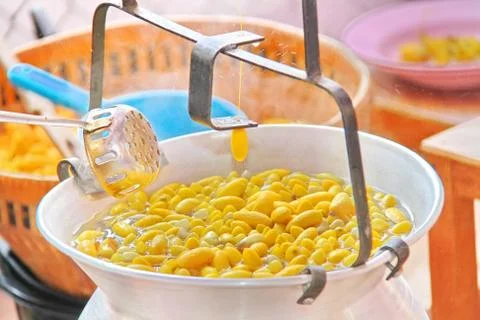 Silkworm cocoon Stock Photos