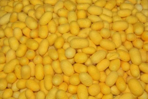 Silkworm cocoon shell through the Silk Route, the brewing process, bringing s Foto stock