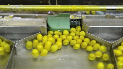 Silkworm cocoon on silk mill. Silk-reeling establishment Video stock 45530909