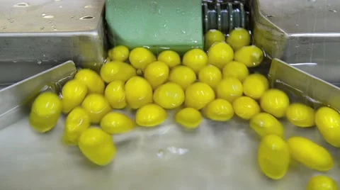 Silkworm cocoon on silk mill. Silk-reeling establishment Video stock 45530921