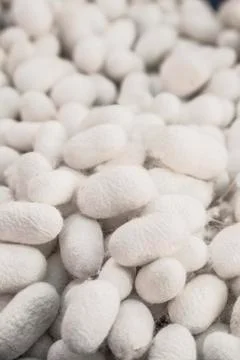 Silkworm cocoons as a background Stock Photos