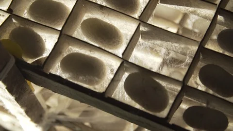 Silkworm Cocoons In Crate.01 Stock Footage 121564923