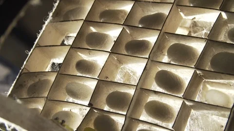 Silkworm Cocoons In Crate.03 Stock Footage 121564956