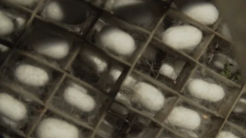 Silkworm Cocoons In Crate.06 스톡 동영상 121564710