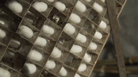 Silkworm Cocoons In Crate.07 Stock Footage 121564755