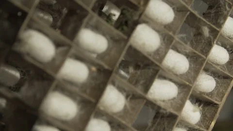 Silkworm Cocoons In Crate.08 스톡 동영상 121564658