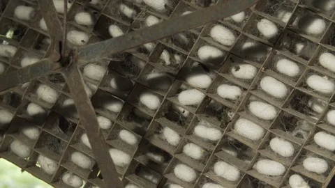 Silkworm Cocoons In Crate.09 Stock Footage 121564605
