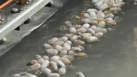 Silkworm cocoons float in heated water while fine filaments are actively drawn Stock Footage 331725732