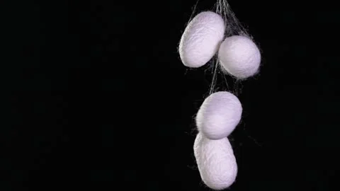 Silkworm Cocoons Stock Footage 331075561