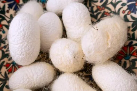Silkworm cocoons natural source of silk Stock Photos
