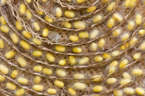 Silkworm cocoons Stock Photos