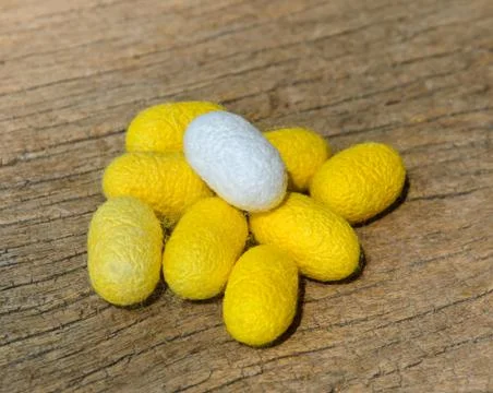 Silkworm cocoons Stock Photos