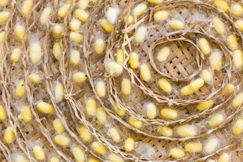 Silkworm cocoons Stock Photos