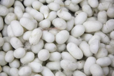 Silkworm cocoons Stock Photos