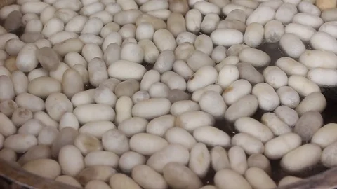 Silkworm Cocoons in the Silk Producing Artisan Stock Footage 83520912