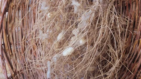 Silkworm cocoons in a wicker basket Stock Footage 259795200