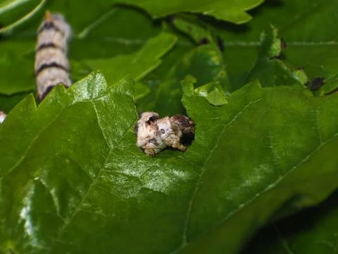 Silkworm devouring mulberry leaf 写真素材