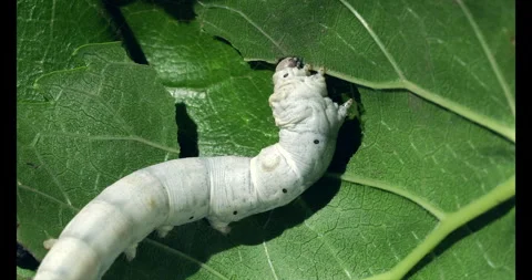 Silkworm eagerly devour green leaves, particularly mulberry leaves Stock Footage 293269011