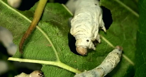 Silkworm eagerly devour green leaves, particularly mulberry leaves Stock Footage 293273962