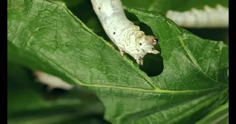 Silkworm eagerly devour green leaves, particularly mulberry leaves Stock Footage 293274377