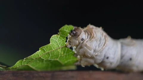 Silkworm Eating Mulberry Leaf Stock Footage 331075779