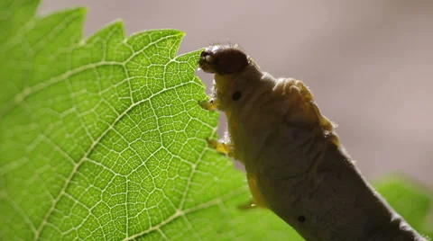 Silkworm eating Mulberry Tree leaf. Stock Footage 60595504