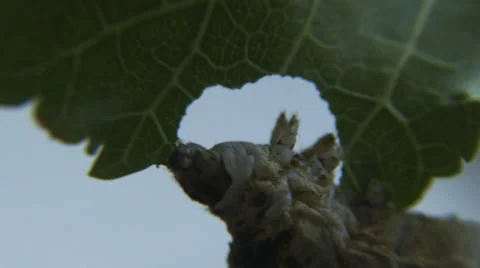 Silkworm eats mulberry leaf 1 Stock Footage 40449599
