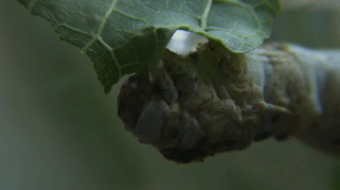 Silkworm eats mulberry leaf 2 Stock Footage 40651471