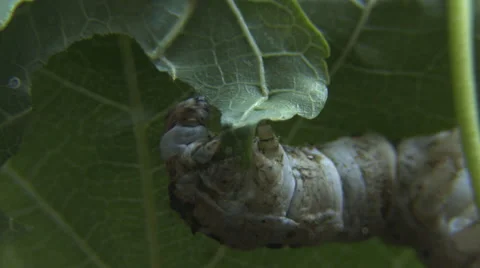 Silkworm eats mulberry leaf 5 Video stock 40449641