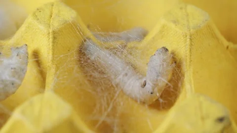 The silkworm first starts to spin a hammock of silk to support the cocoon. Stock Footage 276432484